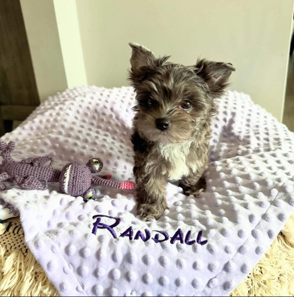 Randall 20 Randall 20