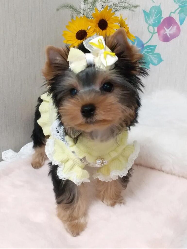Rosie 4 Rosie 4