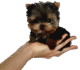 Peter Teacup Yorkies