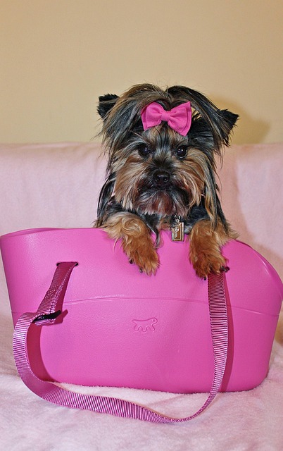 yorkshire-terrier-3339466_640 yorkshire-terrier-3339466_640